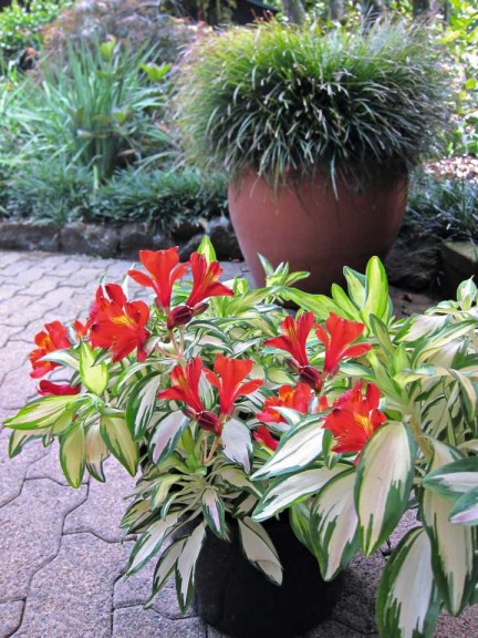 16 New Holiday Crop Alternatives For The Greenhouse