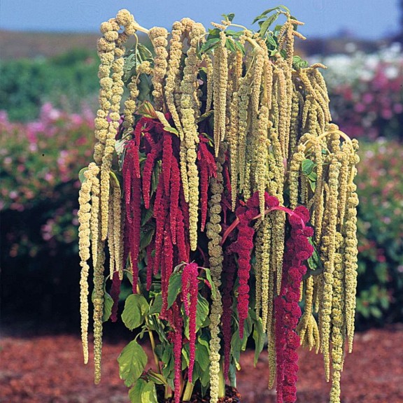 Amaranthus 'Pony Tails' from Thompson & Morgan (Best Performing Plant, 2015 North Dakota State Field Trials)