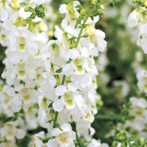 Angelonia 'Serena White' from PanAmerican Seed (Best Performing Plant, 2015 North Dakota State Field Trials)
