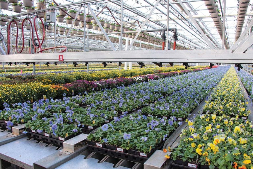 Plant Handling Made Easy