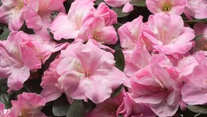 16 New Holiday Crop Alternatives For The Greenhouse