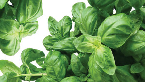 Managing Air Temperatures For  Basil Growth And Development