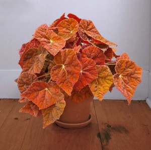16 New Holiday Crop Alternatives For The Greenhouse