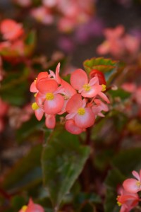 #8: Begonia 'BabyWing Bicolor' Ball Horticulture (Top 10 Of The 2015 Louisiana State University Field Trials)