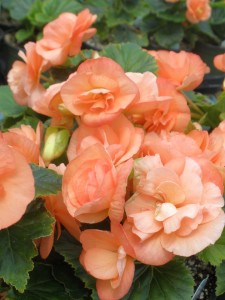 Begonia 'Solenia Apricot' (2015 Top 10 Performing Annuals at the University of Minnesota Field Trials)