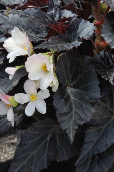 Best of Show #5: Begonia 'Unstoppable Upright Big White' Dummen Orange (2015 Texas A and M University Field Trials)