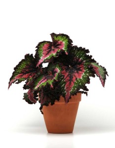 16 New Holiday Crop Alternatives For The Greenhouse