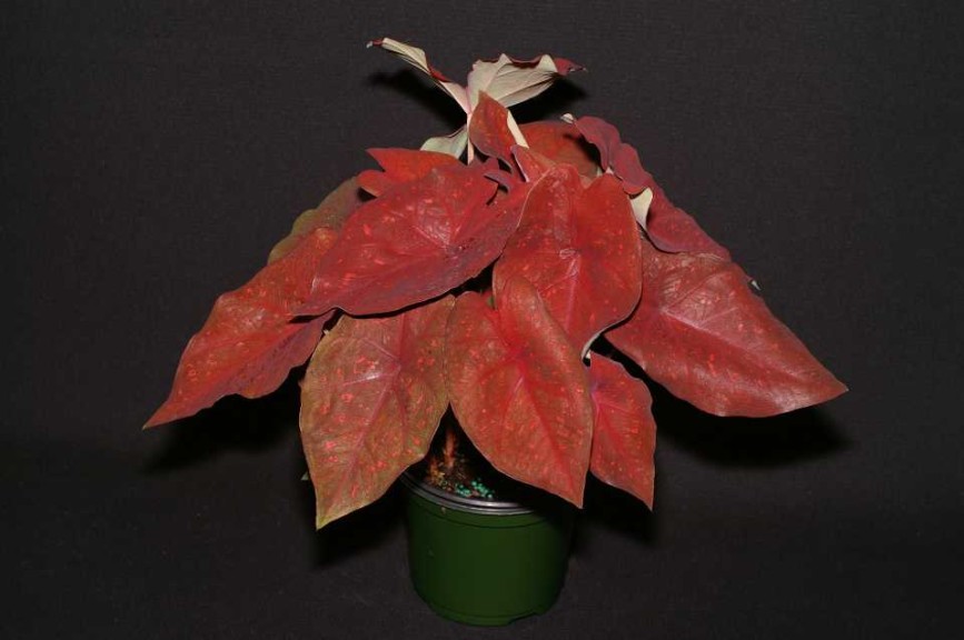 16 New Foliage Plants