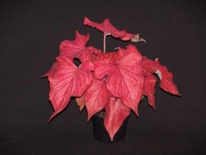 16 New Foliage Plants