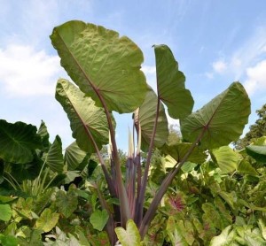 16 New Foliage Plants