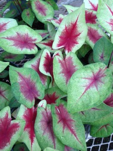 16 New Foliage Plants
