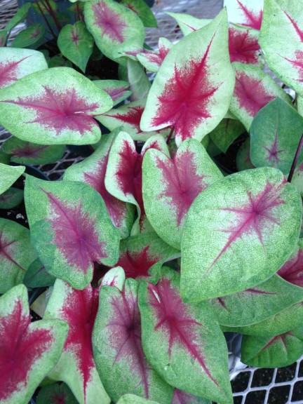 16 New Foliage Plants