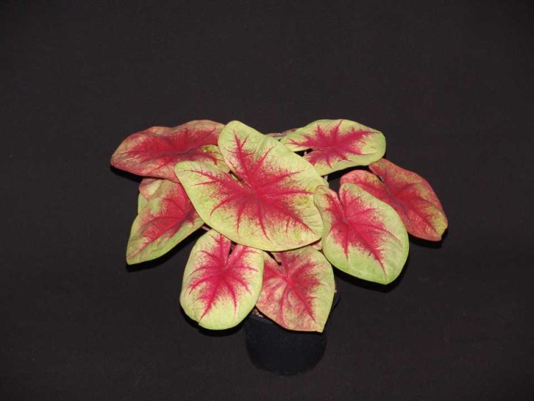 16 New Foliage Plants