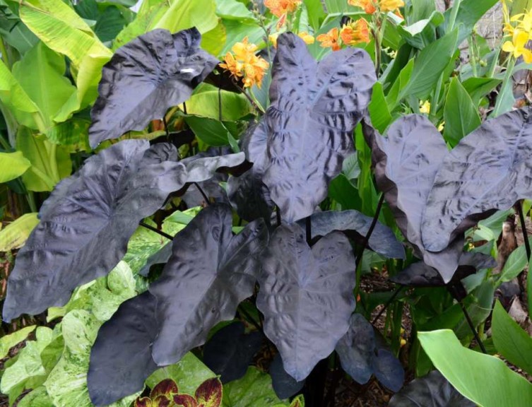 16 New Foliage Plants