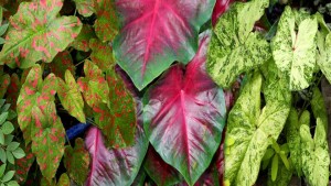 16 New Foliage Plants To Round Out The Garden