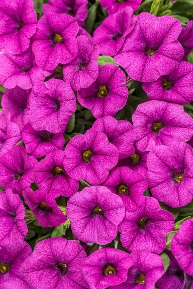 Calibrachoa 'Superbells Garden Rose' from Proven Winners (2015 Top 10 Performing Annuals at the University of Minnesota Field Trials)