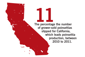 Pity The Poor Poinsettia