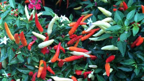 Best Plants For The Humid Southeast