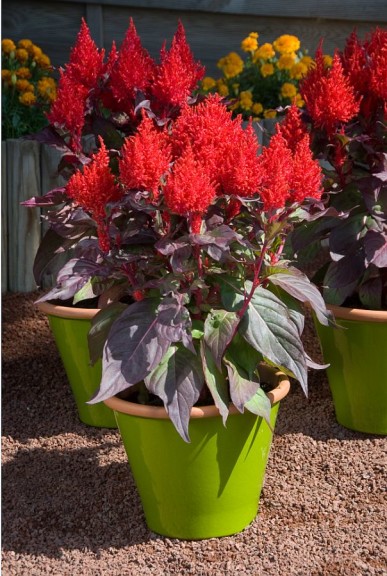 Celosia ‘China Town’ from FleuroSelect  (2015 North Dakota State University)
