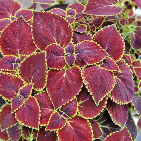 Coleus 'Broad Street' (2015 Top 10 Performing Annuals at the University of Minnesota Field Trials)