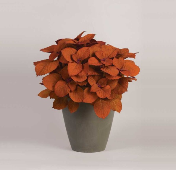 Coleus 'Campfire' (Ball FloraPlant)2