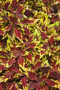 16 New Foliage Plants