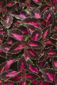 16 New Foliage Plants