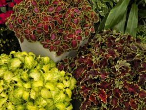 16 New Foliage Plants