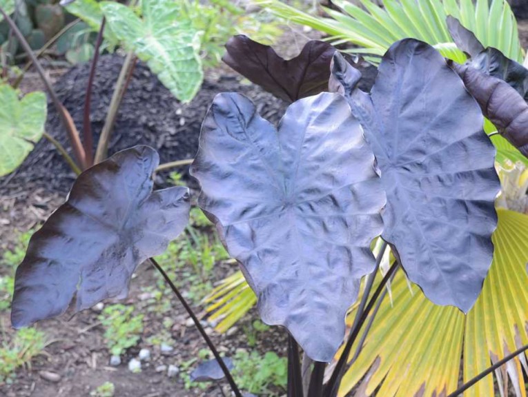 16 New Foliage Plants