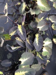 16 New Foliage Plants