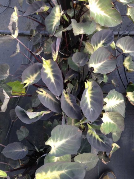 16 New Foliage Plants