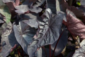 16 New Foliage Plants