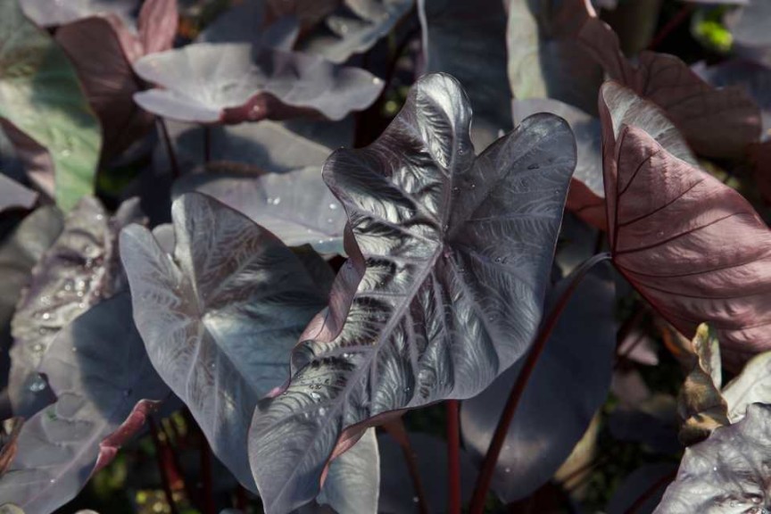 16 New Foliage Plants