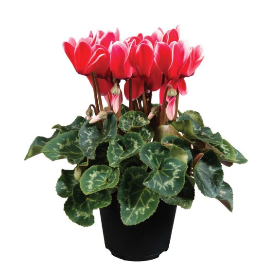 Cyclamen Allure Series (Sakata Ornamentals)