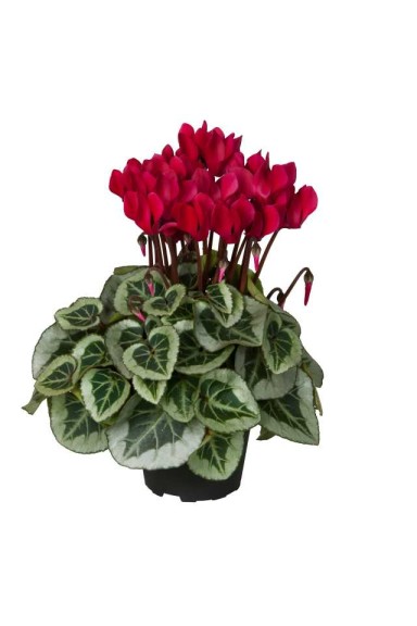 16 New Holiday Crop Alternatives For The Greenhouse