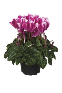 16 New Holiday Crop Alternatives For The Greenhouse
