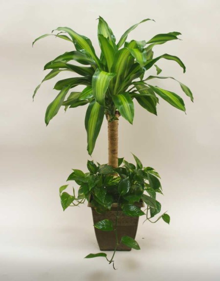 Tropical And Indoor Foliage Plant Trends