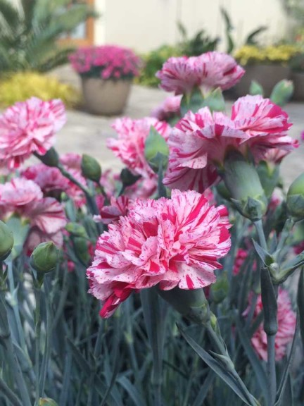 16 New Holiday Crop Alternatives For The Greenhouse