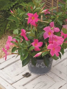 15 Flowering Foliage And Tropical Plants For The Home And Garden