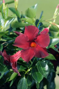 15 Flowering Foliage And Tropical Plants For The Home And Garden