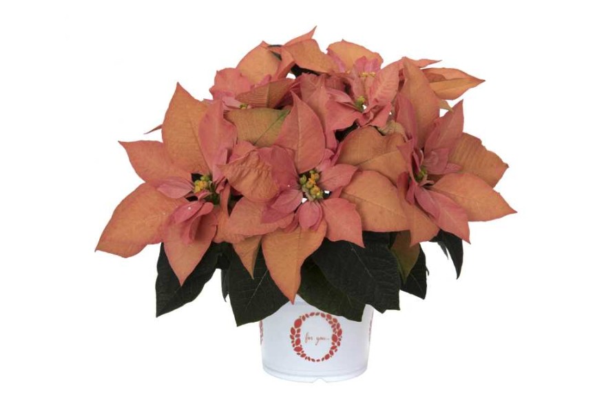 12 Poinsettias For Holiday Growing