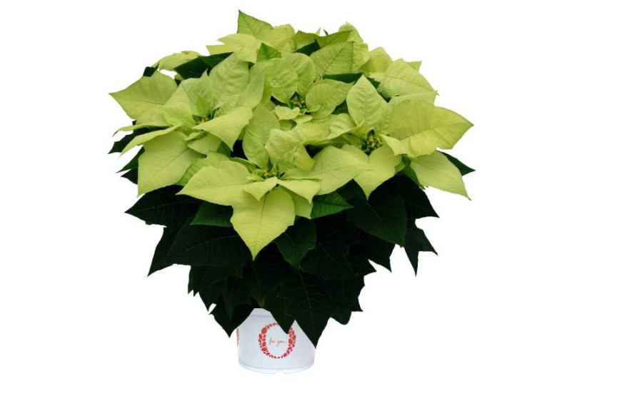 12 Poinsettias For Holiday Growing