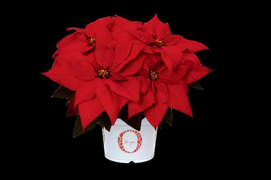 12 Poinsettias For Holiday Growing