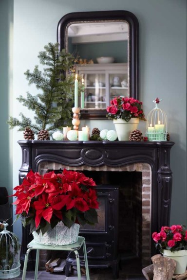 12 Poinsettias For Holiday Growing