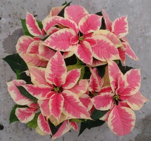 12 Poinsettias For Holiday Growing
