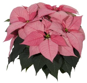 12 Poinsettias For Holiday Growing