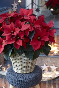 12 Poinsettias For Holiday Growing