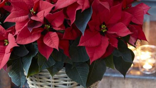 12 New Poinsettias For Holiday Growing