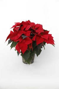 12 Poinsettias For Holiday Growing