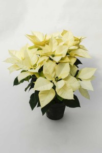 12 Poinsettias For Holiday Growing